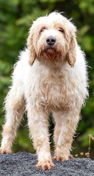 Briquet Griffon Vendéen